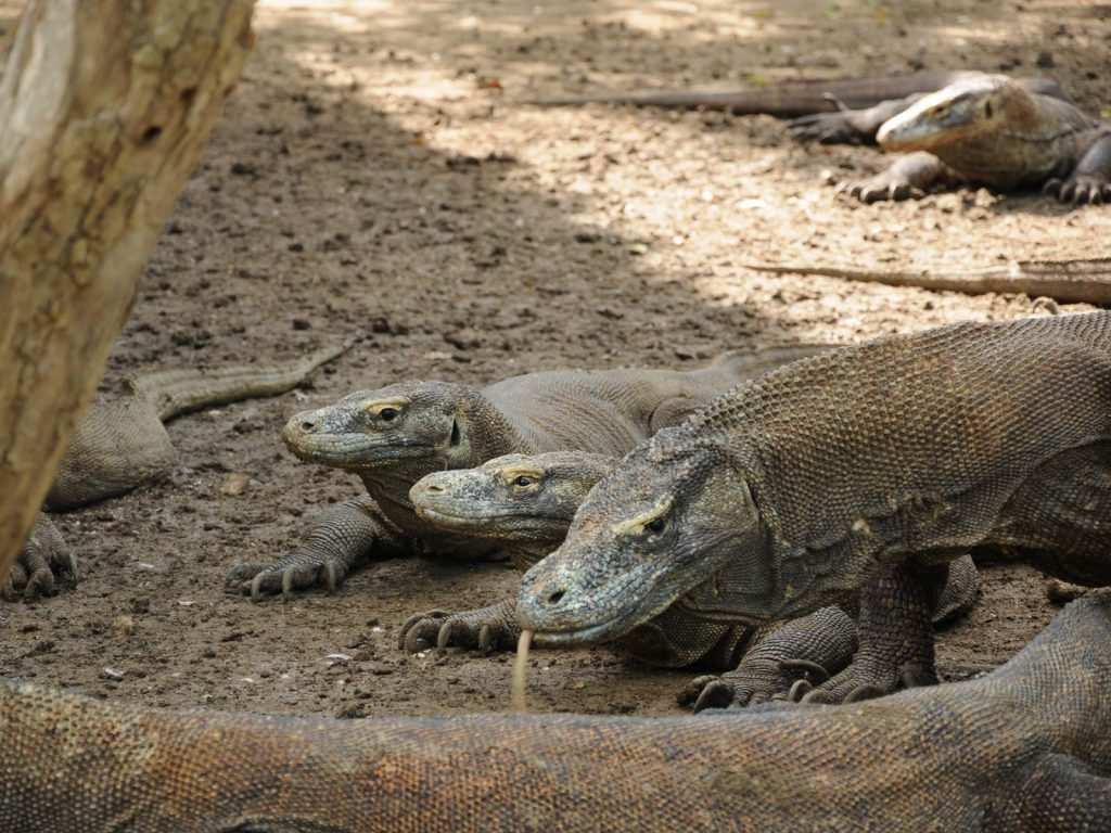 Bali, de Kleine Sunda eilanden en Lombok