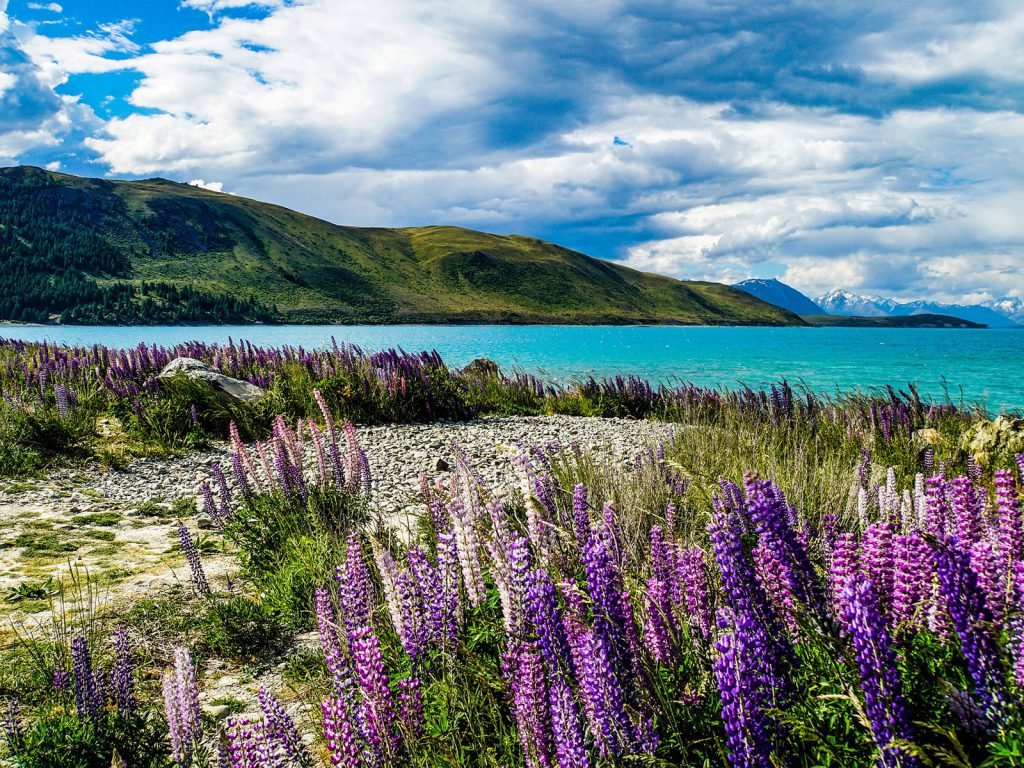 Lake Tekapo | Rama Tours
