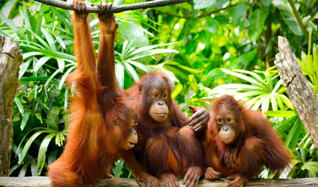 Een bezoek aan het Sepilok orang-oetan rehabilitatiecentrum