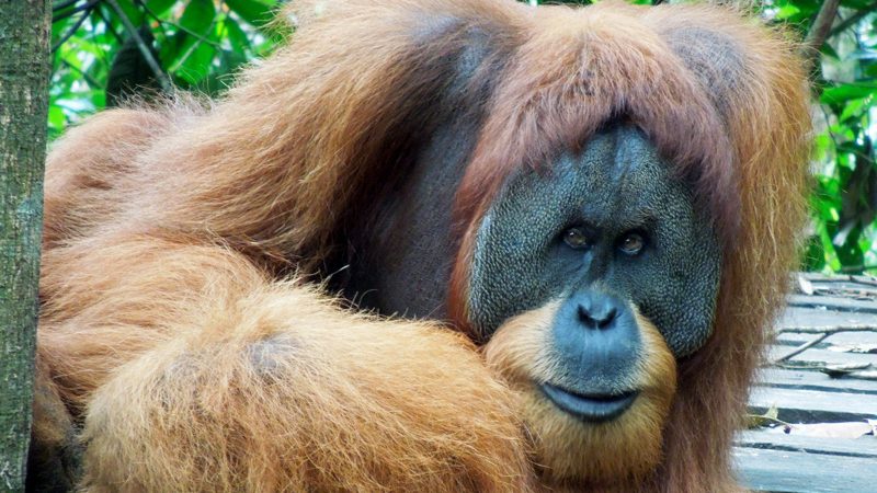 rondreis-sumatra-sulawesi-orang-utan